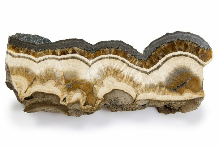 Polished Barite and Marcasite Slab - Lubin Mine, Poland #302259